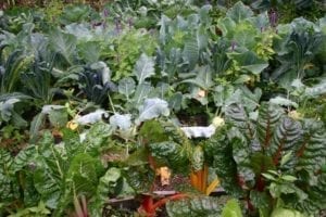 Moestuin