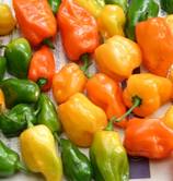 peper - rijpe en onrijpe mme jeanettes.jpg