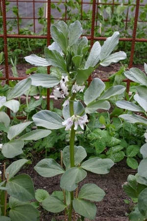 Tuinbonen - bloei