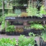 IJsheiligen en Plantjesdag IJsheiligen en Plantjesdag