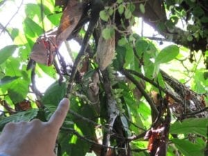 Zieke cacaoboom. Witches broom, heet het in het Engels. Een ernstige schimmelziekte.