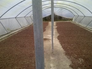 Cacaobonen drogen na fermentatie in een tunnel tegen regen.