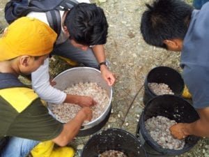 Daar kunnen we geen chocola van maken - Selecting Fresh Beans Before Fermentation