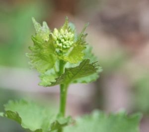 bloem in knop