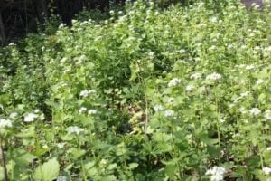 Veldje in onze Eetbare Siertuin