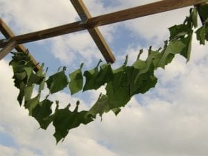 Blad droogt voor thee, fot: Commons Wikimedia, Rob Hille