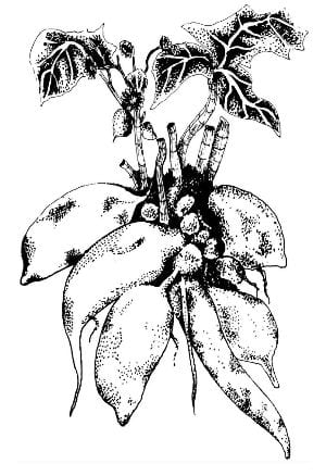 Uit: Lost crops of the Inca's