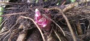 Vegetatief knolletje, bovenaan in de kroon