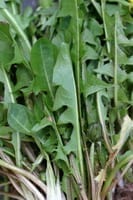 Paardenbloem - molsla