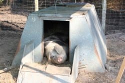 Bonte Bentheimer-biggen geboren - Janneke in hok (Custom)