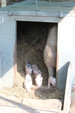 Bonte Bentheimer-biggen geboren - biggen naar buiten (Custom)