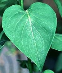 Groen Hart