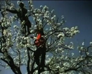 Beeld uit Vara Zembla: Chinezen bestuiven fruitbomen met de hand