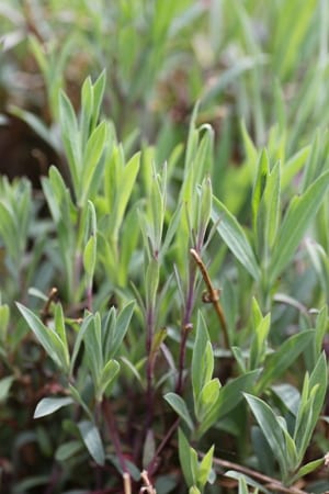 Blaassilene scheut close-up