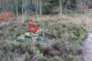 Heide in de Eetbare Siertuin - braam en jeneverbes