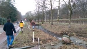 bonte bentheimer x japanse duizendknoop - aanleg omheining