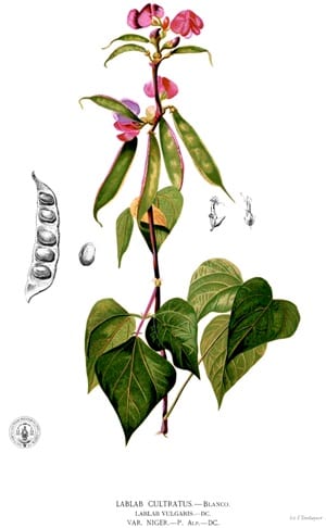 Lablab_purpureus_Blanco2.292 Wikicommons- kleiner