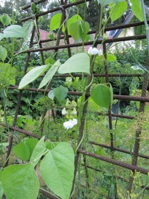 Lablab klimt in onze moestuin makkelijk.
