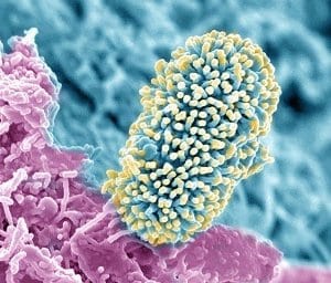 Zandraket - microbe