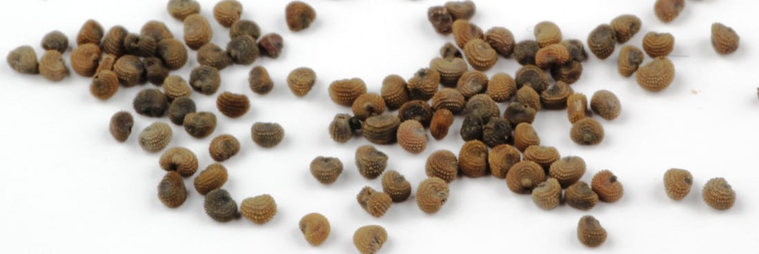 blaassilene 1100x