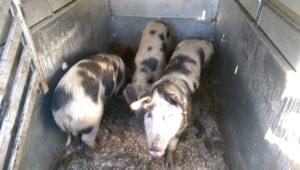 De drie in de aanhanger. Op naar ons.