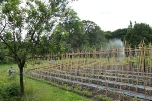 De Ommuurde Tuin in Renkum
