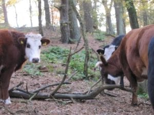 De koeien van Veld en Beek (Doorwerth) lopen in het bos.
