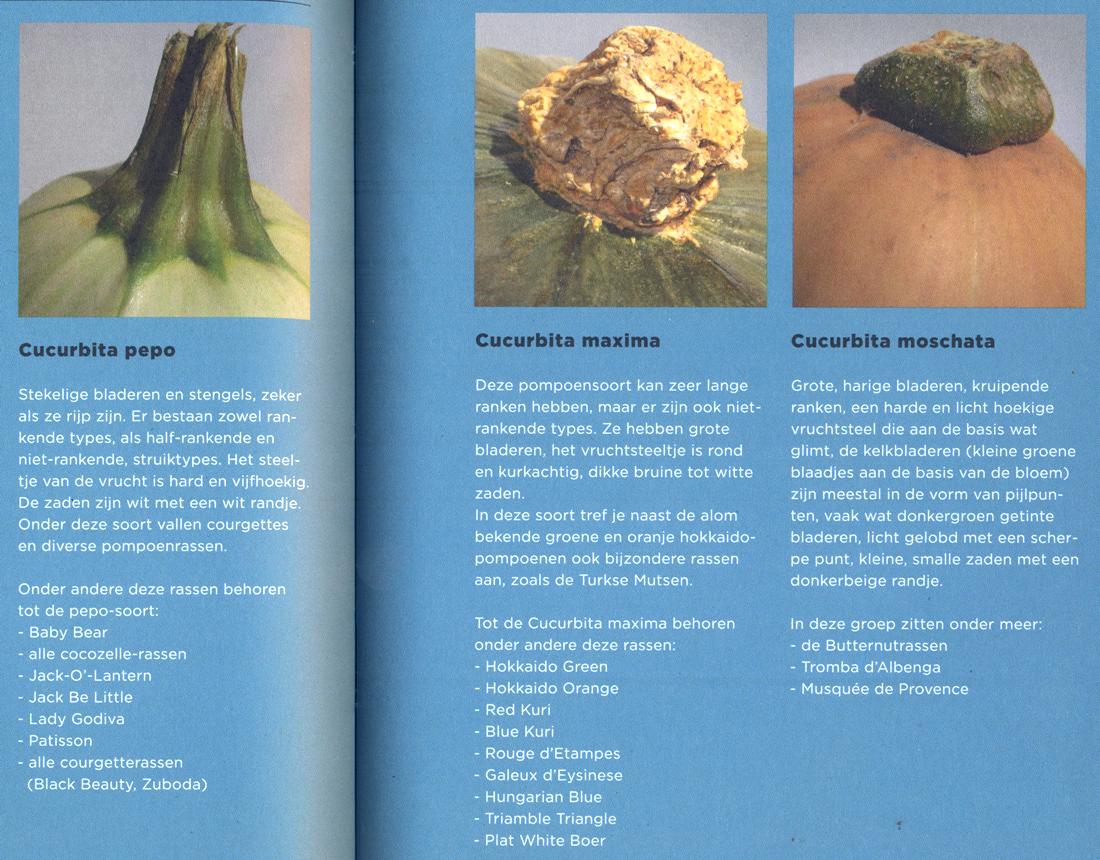 Zelf Zaden Telen - cucurbita