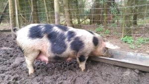 Op 5 april, de dag van de geboorte, komt Anna P om kwart over vijf weer naar buiten om te eten.