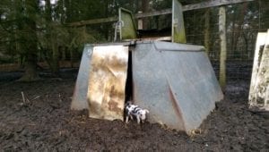 Op 8 april, 3 dagen na de geboorte, komen de biggen al voorzichtig naar buiten.