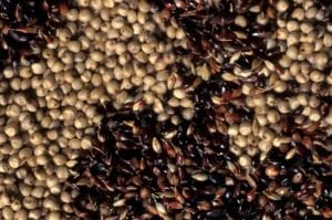 Sorghum zaad, foto: INRA DIST, Wikicommons