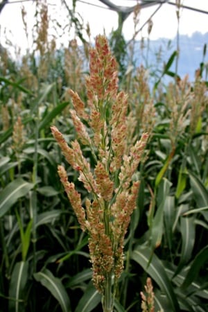 Sorghum bicolor pink kafir - foto: Mike Peel, Wikicommons