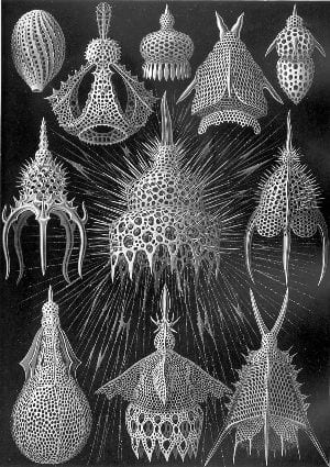 Kunstformen der Natur: straaldiertjes / Cyrtoidea