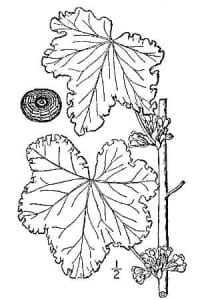 Tekening: Nathaniel Lord Britton (1859-1934)