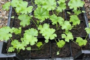malva crispa - zaailingen