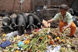 An Egyptian girl provides food for pigs at her family's private farm located in one large pig farming center north of Cairo, Egypt Wednesday April 29, 2009. Egypt began slaughtering the roughly 300,000 pigs in the country Wednesday, as a precaution against swine flu even though no cases have been reported, infuriating farmers who resisted the move and demanded compensation.