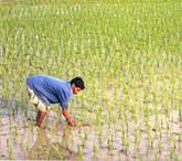 https://upload.wikimedia.org/wikipedia/commons/b/bd/Rice_Field.jpg